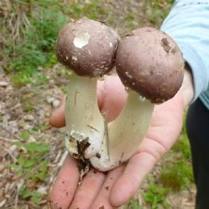 Wine Cap Mushroom Mycelium Spawn - Stropharia rugosoannulata - Edible Mushroom Seeds for Cultivation - Image 1
