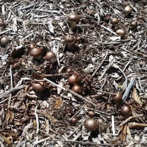 Wine Cap Mushroom Mycelium Spawn - Stropharia rugosoannulata - Edible Mushroom Seeds for Cultivation - Image 3