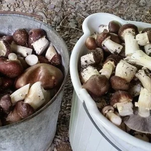 Wine Cap Mushroom Mycelium Spawn - Stropharia rugosoannulata - Edible Mushroom Seeds for Cultivation - Image 4