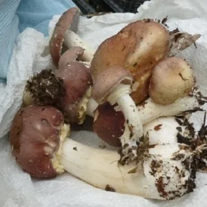 Wine Cap Mushroom Mycelium Spawn - Stropharia rugosoannulata - Edible Mushroom Seeds for Cultivation - Image 5