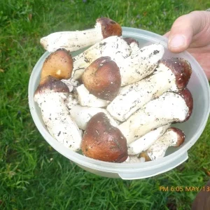 Wine Cap Mushroom Mycelium Spawn - Stropharia rugosoannulata - Edible Mushroom Seeds for Cultivation - Image 6