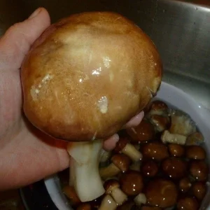 Wine Cap Mushroom Mycelium Spawn - Stropharia rugosoannulata - Edible Mushroom Seeds for Cultivation - Image 7