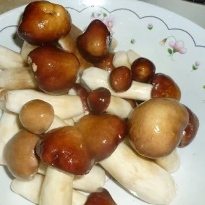 Wine Cap Mushroom Mycelium Spawn - Stropharia rugosoannulata - Edible Mushroom Seeds for Cultivation - Image 8