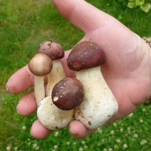 Wine Cap Mushroom Mycelium Spawn - Stropharia rugosoannulata - Edible Mushroom Seeds for Cultivation - Image 9