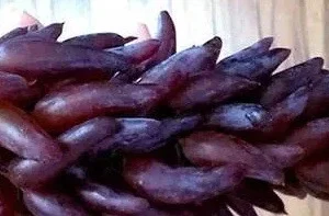 Witch Finger Grape Cuttings - 3 Unrooted Vitis Vinifera Vines for Planting - Image 2