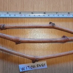Witch Finger Grape Cuttings - 3 Unrooted Vitis Vinifera Vines for Planting - Image 3