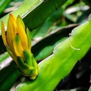 Yellow Dragon Fruit Live Plant - 3-6" Tall Fruiting Cactus Starter Hylocereus Megalanthus - Image 2