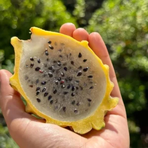 Yellow Dragon Fruit Live Plant - 3-6