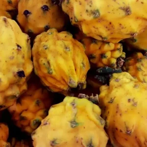 Yellow Dragon Fruit Live Plant - 3-6