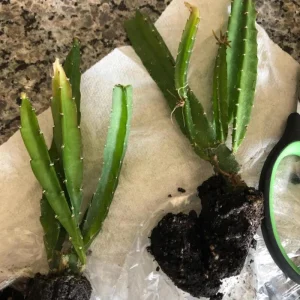 Yellow Dragon Fruit Live Plant - 3-6