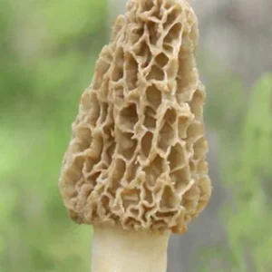 Yellow Morel Mushroom Spores & Mycelium - Edible Gourmet Fungi Spawn - Image 1