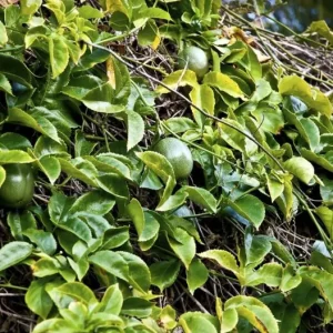 Yellow Passionfruit Live Plant (Passiflora edulis) - Set of 4, 3-6