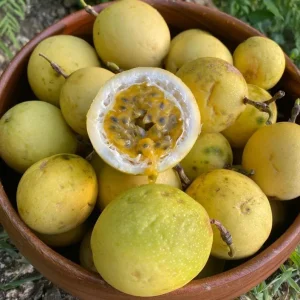 Yellow Passionfruit Live Plant (Passiflora edulis) - Set of 4, 3-6
