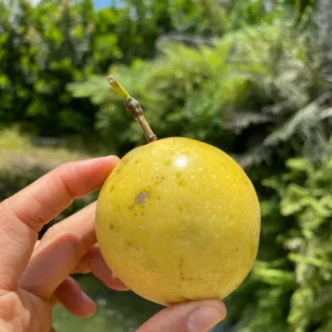 Yellow Passionfruit Live Plant (Passiflora edulis) - Set of 4, 3-6