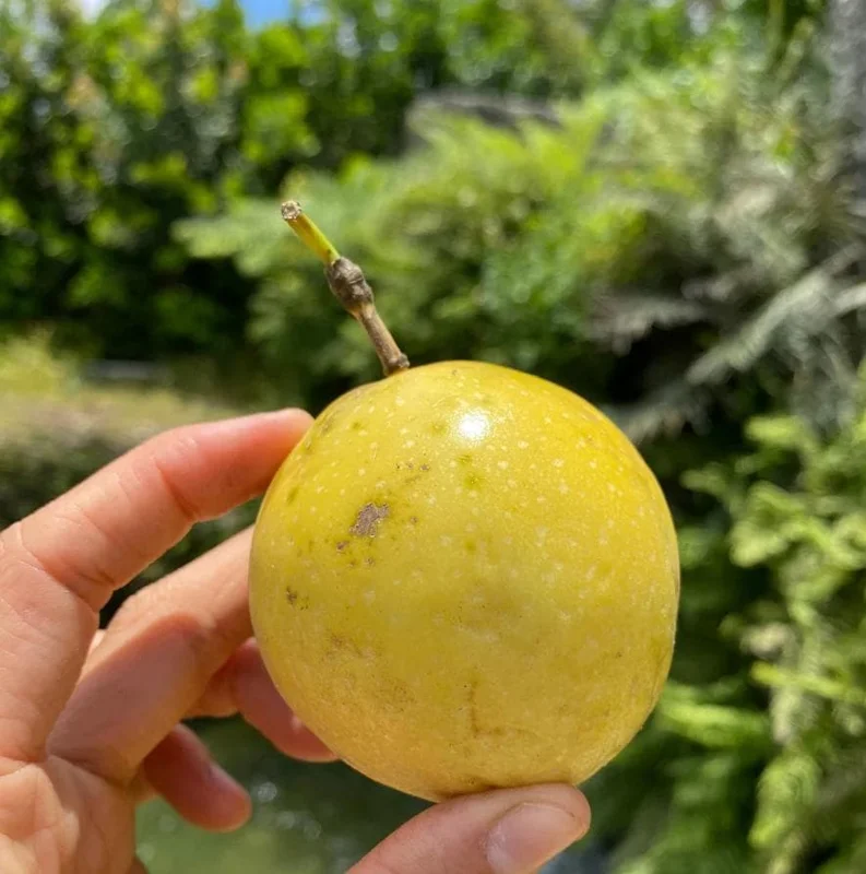 Yellow Passionfruit Live Plant (Passiflora edulis) - Set of 4, 3-6" Tall Edible Fruit Vines - Image 3