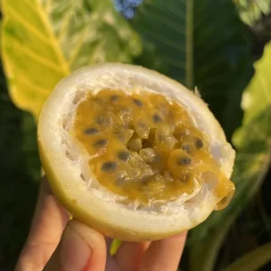 Yellow Passionfruit Live Plant (Passiflora edulis) - Set of 4, 3-6