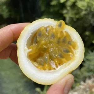 Yellow Passionfruit Live Plant (Passiflora edulis) - Set of 4, 3-6