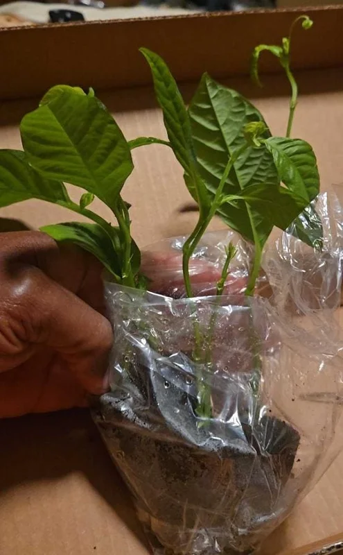 Yellow Passionfruit Live Plant (Passiflora edulis) - Set of 4, 3-6" Tall Edible Fruit Vines - Image 7