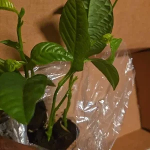 Yellow Passionfruit Live Plant (Passiflora edulis) - Set of 4, 3-6