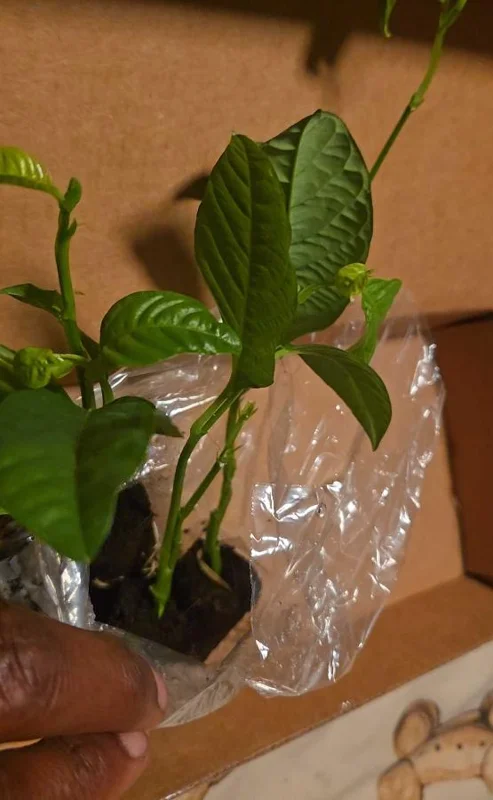 Yellow Passionfruit Live Plant (Passiflora edulis) - Set of 4, 3-6" Tall Edible Fruit Vines - Image 8