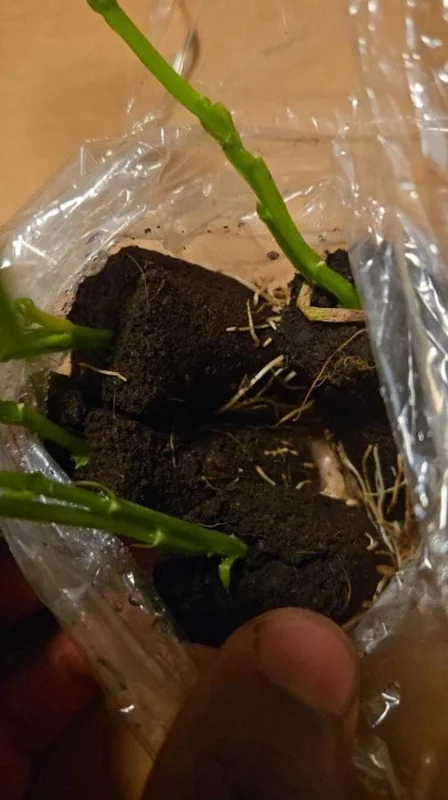 Yellow Passionfruit Live Plant (Passiflora edulis) - Set of 4, 3-6" Tall Edible Fruit Vines - Image 9