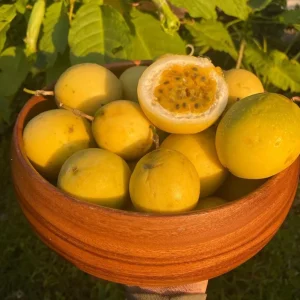 Yellow Passionfruit Live Plant (Passiflora edulis) - Set of 4, 3-6