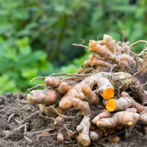 Yellow Turmeric Live Plant Set (Curcuma longa) – 2-Pack, 4-6" Tall – Edible Spice & Ornamental Indoor/Outdoor - Image 2