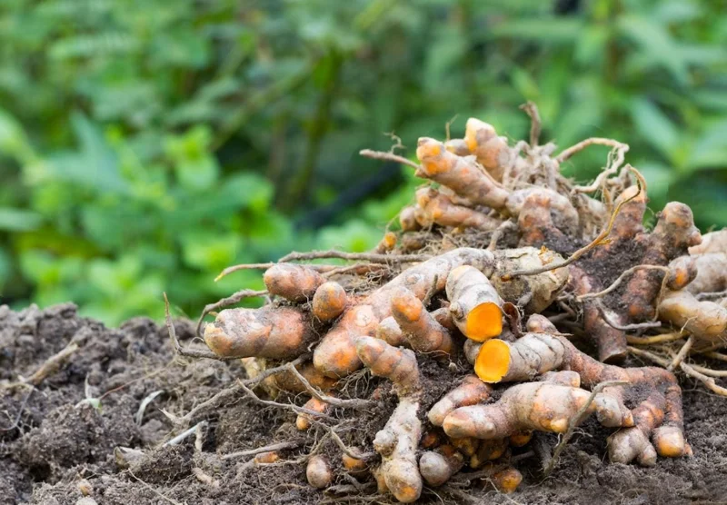 Yellow Turmeric Live Plant Set (Curcuma longa) – 2-Pack, 4-6" Tall – Edible Spice & Ornamental Indoor/Outdoor - Image 2