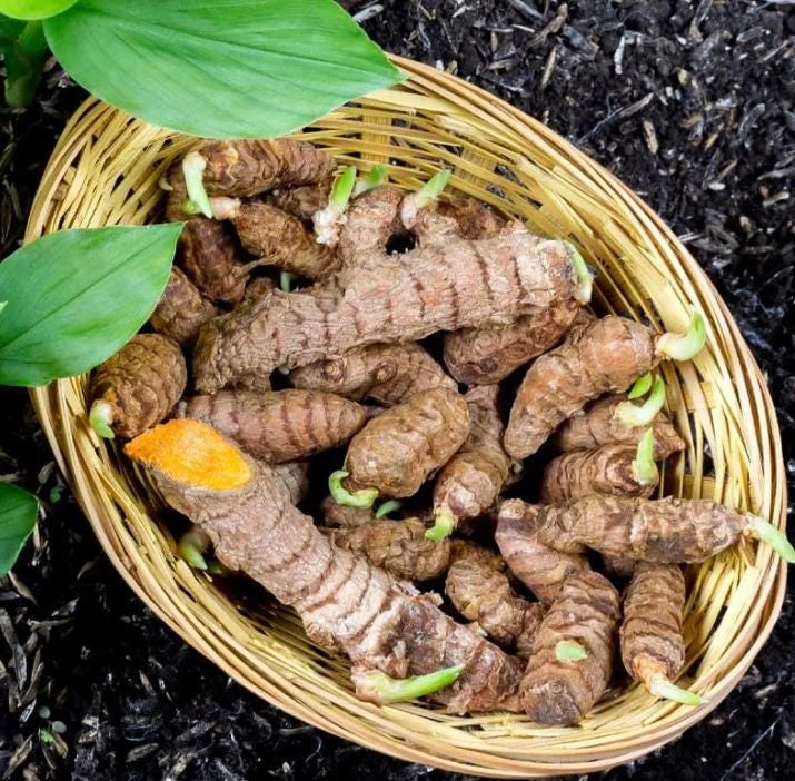 Yellow Turmeric Live Plant Set (Curcuma longa) – 2-Pack, 4-6" Tall – Edible Spice & Ornamental Indoor/Outdoor - Image 5