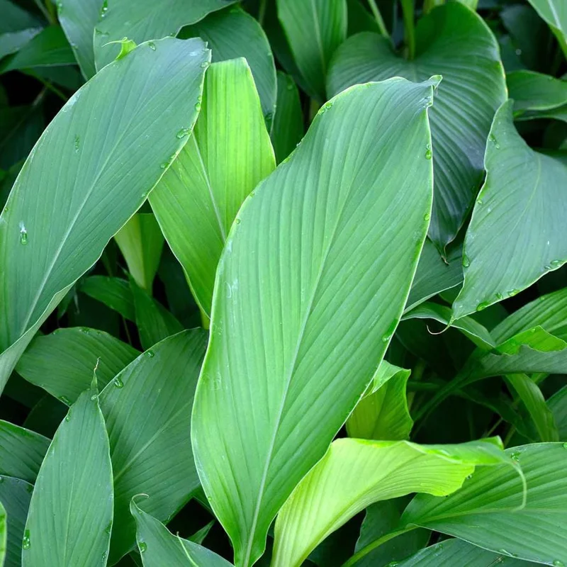 Yellow Turmeric Live Plant Set (Curcuma longa) – 2-Pack, 4-6" Tall – Edible Spice & Ornamental Indoor/Outdoor - Image 7