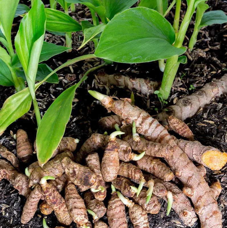 Yellow Turmeric Live Plant Set (Curcuma longa) – 2-Pack, 4-6" Tall – Edible Spice & Ornamental Indoor/Outdoor - Image 1