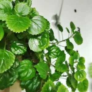 2 Green Swedish Ivy Live Plants, Plectranthus Verticillatus Trailing Houseplant, 4 Inch Pot - Image 3