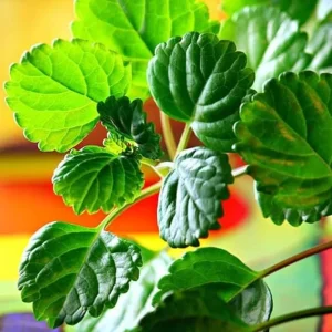 2 Green Swedish Ivy Live Plants, Plectranthus Verticillatus Trailing Houseplant, 4 Inch Pot - Image 4
