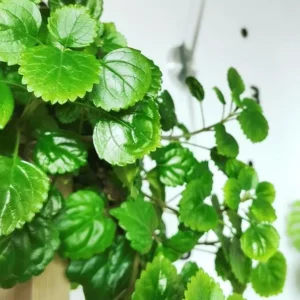 2 Green Swedish Ivy Live Plants, Plectranthus Verticillatus Trailing Houseplant, 4 Inch Pot - Image 5