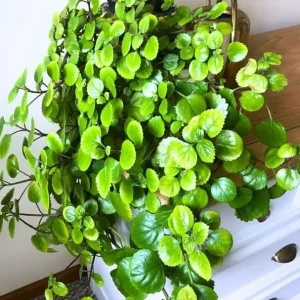 2 Green Swedish Ivy Live Plants, Plectranthus Verticillatus Trailing Houseplant, 4 Inch Pot - Image 6