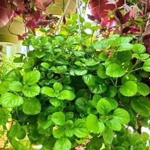 2 Green Swedish Ivy Live Plants, Plectranthus Verticillatus Trailing Houseplant, 4 Inch Pot - Image 1