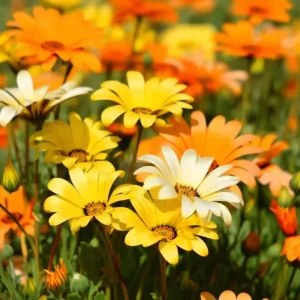 African Daisy Seeds (200 Count) - Dimorphotheca sinuata - Bright Blooms for Pollinator Gardens - Image 3