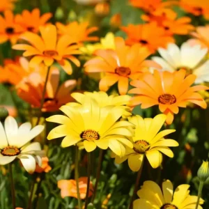 African Daisy Seeds (200 Count) - Dimorphotheca sinuata - Bright Blooms for Pollinator Gardens - Image 4