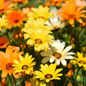 African Daisy Seeds (200 Count) - Dimorphotheca sinuata - Bright Blooms for Pollinator Gardens - Image 1