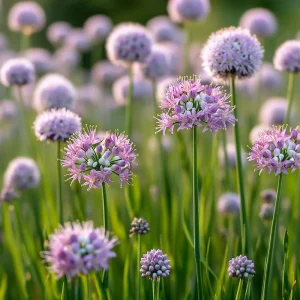 Allium stellatum Prairie Onion Seeds - 100 Count, Lavender-Purple Blooms, Pollinator Friendly - Image 2