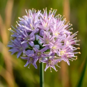 Allium stellatum Prairie Onion Seeds - 100 Count, Lavender-Purple Blooms, Pollinator Friendly - Image 3