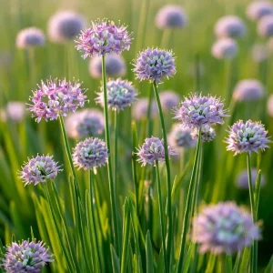Allium stellatum Prairie Onion Seeds - 100 Count, Lavender-Purple Blooms, Pollinator Friendly - Image 4