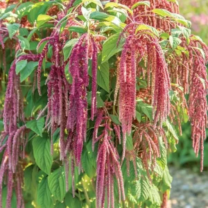 Amaranth Coral Fountain Seeds - 100 Seeds, Light Pink Trailing Flowers, Ornamental Annual - Image 2