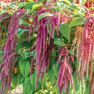 Amaranth Coral Fountain Seeds - 100 Seeds, Light Pink Trailing Flowers, Ornamental Annual - Image 3