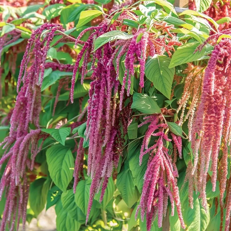 Amaranth Coral Fountain Seeds - 100 Seeds, Light Pink Trailing Flowers, Ornamental Annual - Image 3