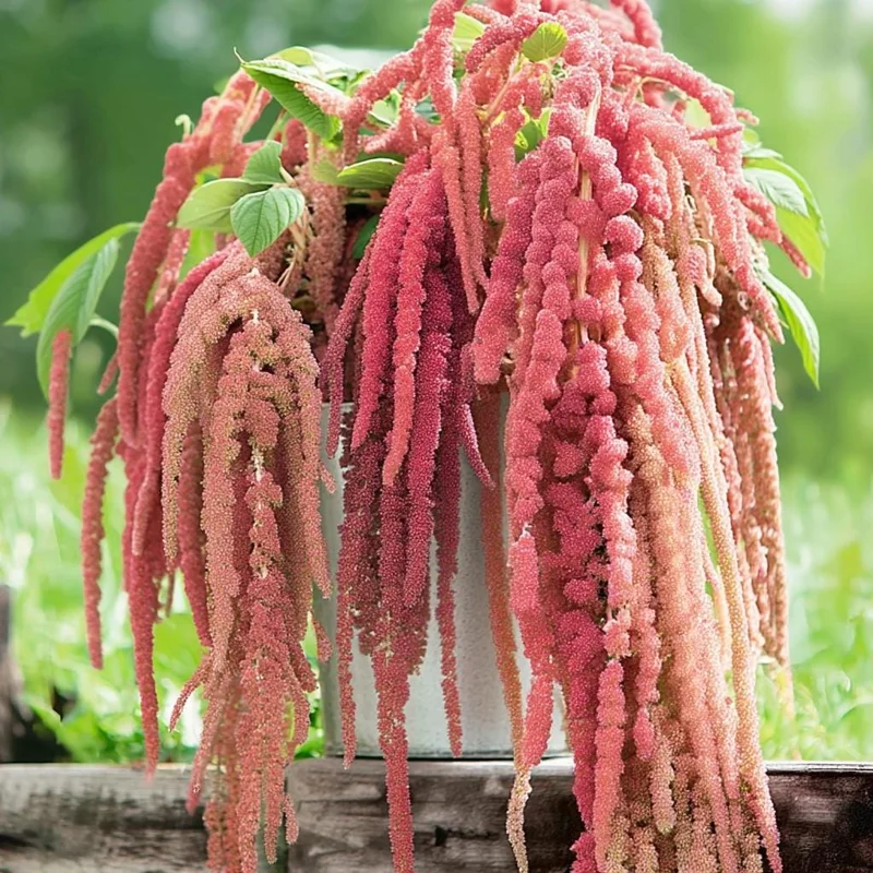 Amaranth Coral Fountain Seeds - 100 Seeds, Light Pink Trailing Flowers, Ornamental Annual - Image 4
