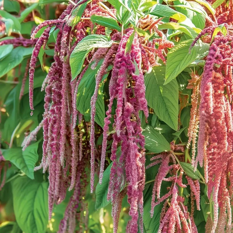 Amaranth Coral Fountain Seeds - 100 Seeds, Light Pink Trailing Flowers, Ornamental Annual - Image 5