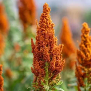 Amaranthus Hot Biscuits Flower Seeds - 100 Count - Burnt Orange Cut Flowers - Image 2