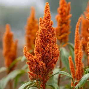 Amaranthus Hot Biscuits Flower Seeds - 100 Count - Burnt Orange Cut Flowers - Image 1