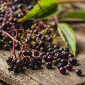 American Black Elderberry Seeds - 50 Heirloom Sambucus Canadensis for Gardens - Image 3